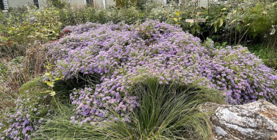 Kaufman Pollinator Garden